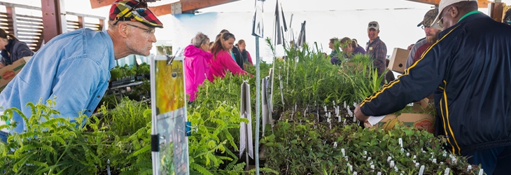 Native Plant Sale at Independence Grove